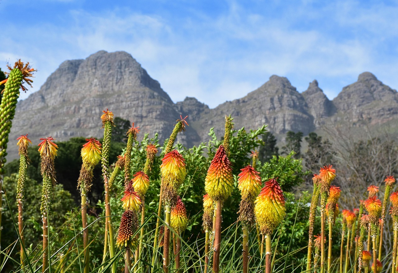 Wild Flower Season In Cape Town Which Parks To Visit Wild Flower Season In Cape Town Which Parks To Visit
